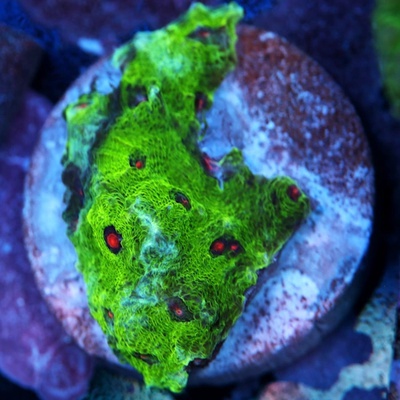 Avatar Chalice Coral  WYSIWYG - WYS014