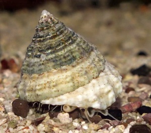 Turban Snail