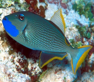 Blue Throat Triggerfish - Male