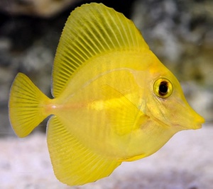 Yellow Tang(SM)(U.S) (Aquaculture) AROUND 4~6cm