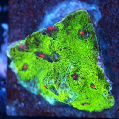 Avatar Chalice Coral  WYSIWYG - WYS015