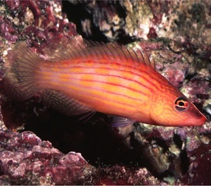 Eight Lined Wrasse