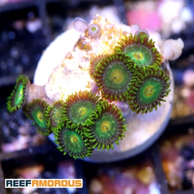 Green Bay Packers Zoanthid WYSIWYG - WYS045