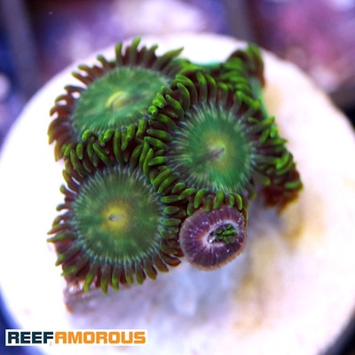 Green Bay Packers Zoanthid WYSIWYG - WYS046