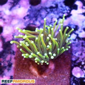 Gold Dragon Soul Torch Coral 1 Head - WYSIWYG - WYS027