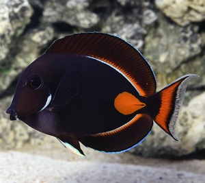 Achilles Tang, Adult EXPERT ONLY (M)(Tahiti)(8~10cm)