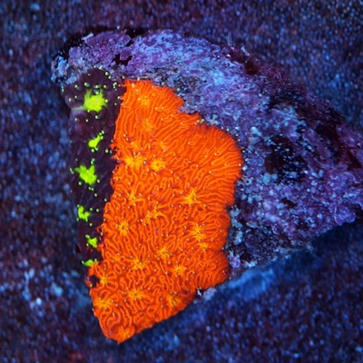 Grafted Golden Yellow Pavona Coral WYSIWYG - WYS009