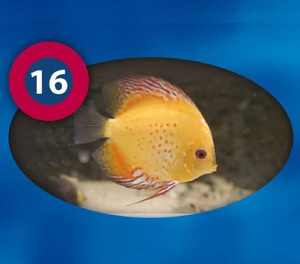 ديسكس سبيشيال ميكس طعام اسماك مجمدة - 3F