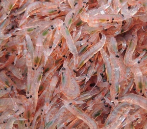 كريل باسيفيكا طعام سمك مجمد 500جم - 3F