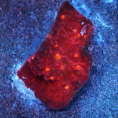 Golden Eye Chalice Coral  WYSIWYG - WYS007