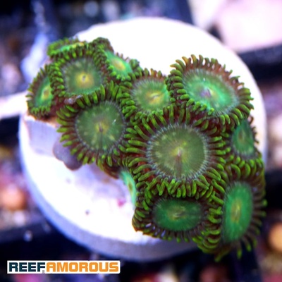 Green Bay Packers Zoanthid WYSIWYG - WYS044