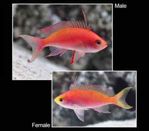 RANDAL ANTHIAS Fish (FEMALE)