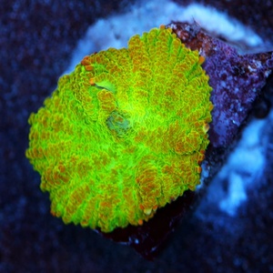Tequila Sunrise Rhodactis Mushroom Coral 1 Head  WYSIWYG - WYS005