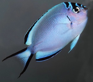 Watanabei Angelfish (Reef Safe)