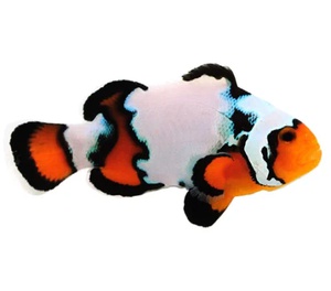 Black Ice Clownfish (Captive-Bred)