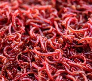 Blood Worms Frozen Fish Food 100gm - 3F