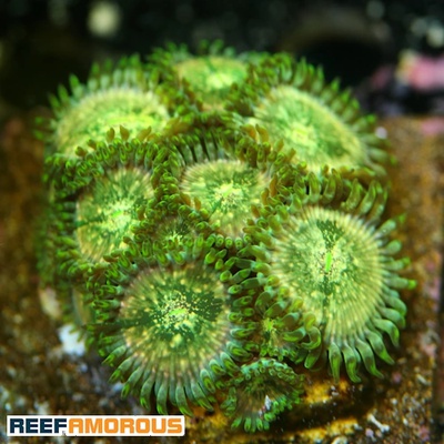 Milky Ways Zoanthid WYSIWYG - WYS047