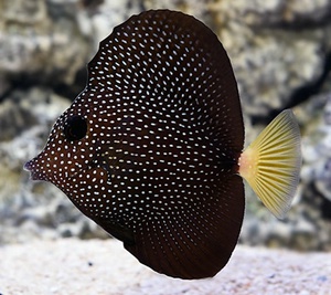 Gemmatum Tang(South Africa)(M)(7~12cm)