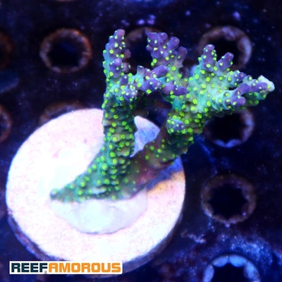 Garf Bonsai Acropora WYSIWYG - WYS052
