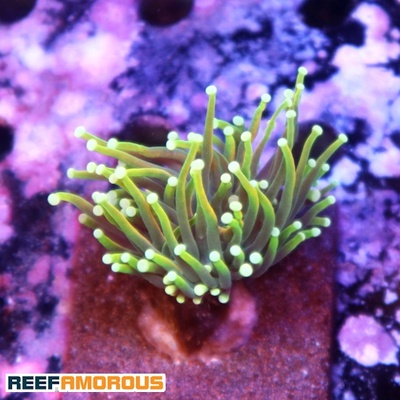Gold Dragon Soul Torch Coral 1 Head - WYSIWYG - WYS027