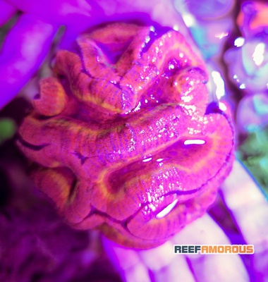 Red Flaim Lobophyllia Brain coral - WYSIWYG - WYS020
