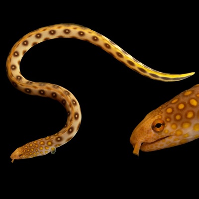 Many-eyed snake eel