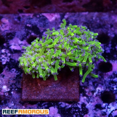 Neon Green Purple Tip Branching Frogspawn 2 Heads- WYSIWYG - WYS032
