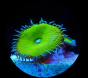 Nuclear Green Palythoas (1 Head)