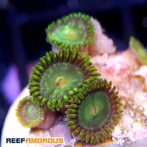 Green Bay Packers Zoanthid WYSIWYG - WYS043