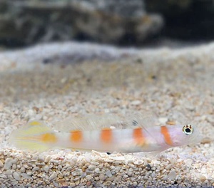 Flagtail Shrimp Goby