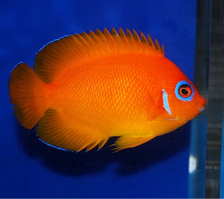 Lemon Peel Angelfish (Orange Color)(Tahiti)