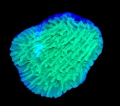 Green Plating Montipora (5-6 cm)