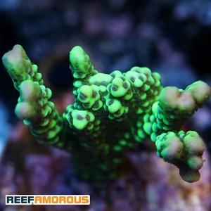 Dinosaur Egg Montipora Coral WYSIWYG - WYS041