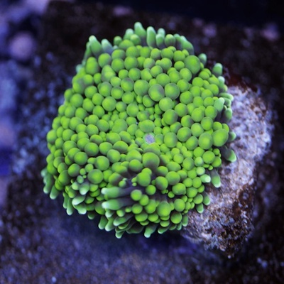Green Ricordea Mushroom Coral  - WYSIWYG - WYS001