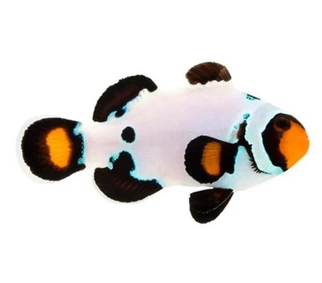 Frostbite Clownfish (Captive-Bred)