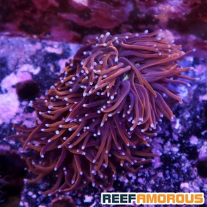 Gold Torch Coral 5 Heads - WYSIWYG - WYS025
