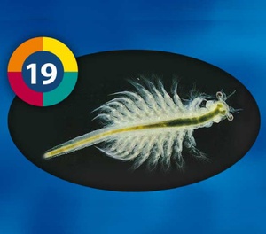 Artemia (Brine shrimp) Frozen Fish Food 100gm - 3F