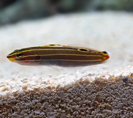 Hector's Goby