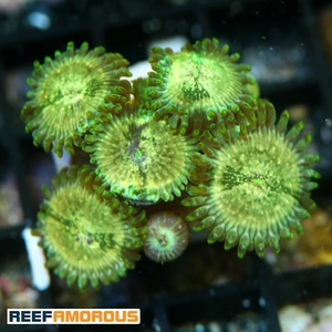 Milky Ways Zoanthid WYSIWYG - WYS050