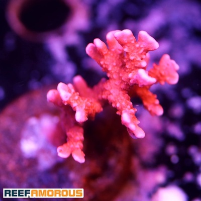 Jason Fox Fire Starter Montipora Coral WYSIWYG - WYS038