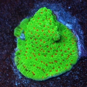 Season's Greetings Montipora - WYSIWYG - WYS003
