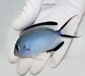 Watanabei Angelfish (Reef Safe)