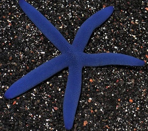 Linckia Sea Star, Blue EXPERT ONLY