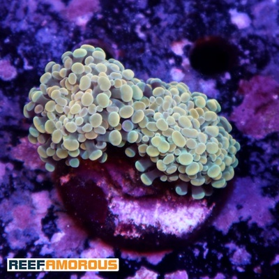 Gold Branching Hammer Coral 2 Heads - WYSIWYG - WYS031