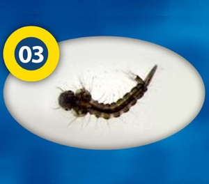 Black Mosquito Larvae Frozen Fish Food 100gm - 3F