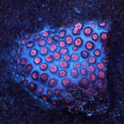 Bizarro Cyphastrea Coral - WYSIWYG - WYS004