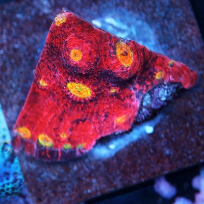 Frosted Fire Chalice Coral WYSIWYG - WYS012