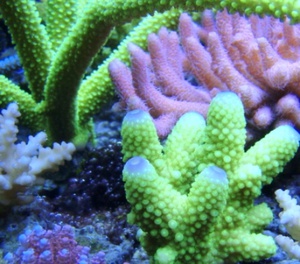 AcroGlow 50 mL - Korallen Zucht