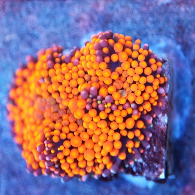 Orange Ricordea florida Coral  WYSIWYG - WYS017