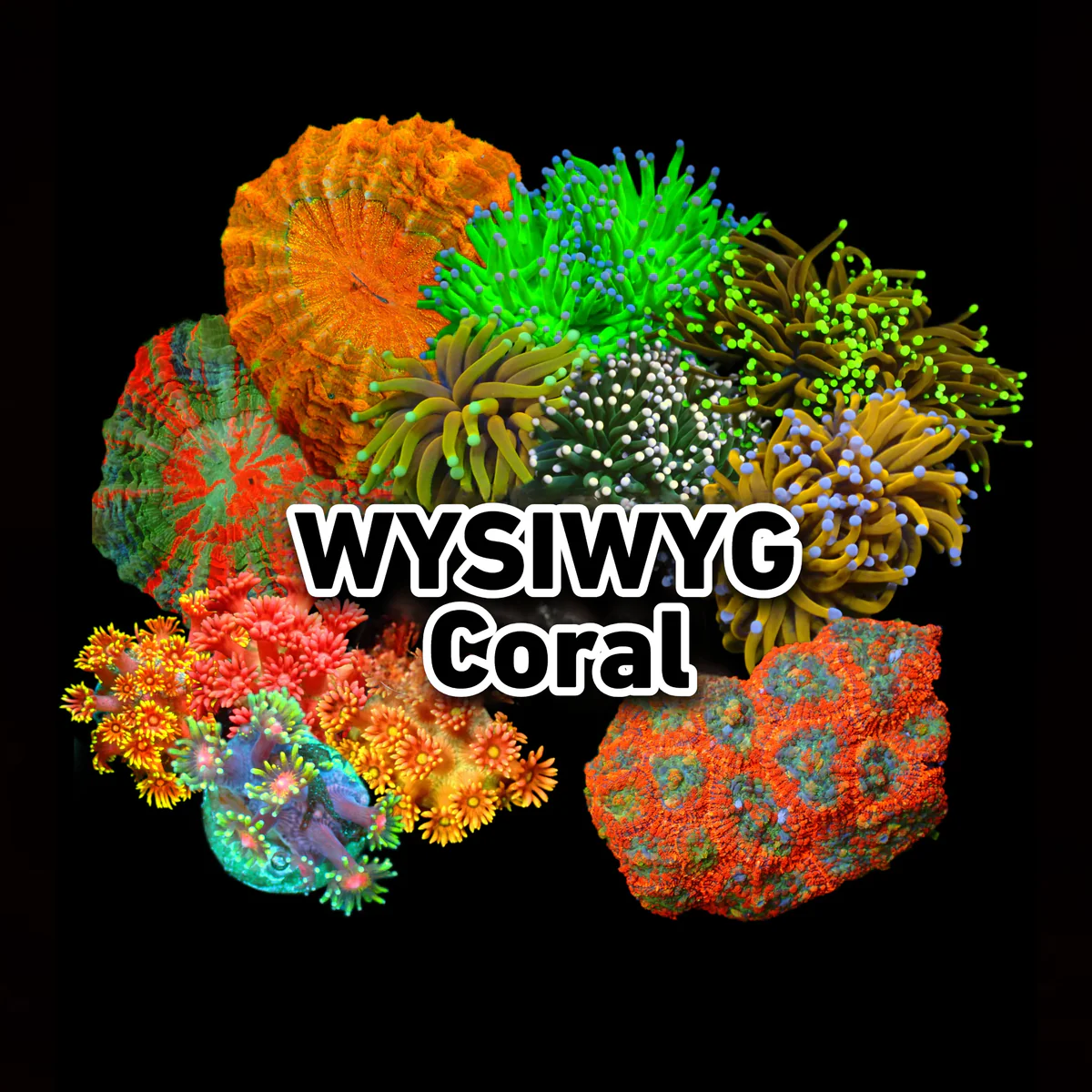 WYSIWYG Corals